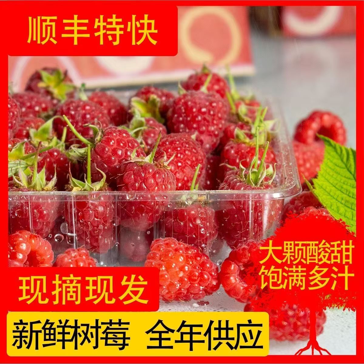 【亏本冲量】云南现摘红树莓鲜果批发新鲜覆盆子水果顺丰空运包邮