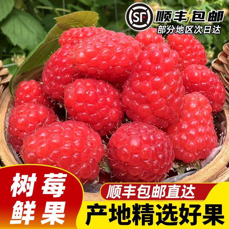 云南新鲜覆盆子水果现摘红树莓当季鲜果山莓儿童孕妇辅食顺丰包邮