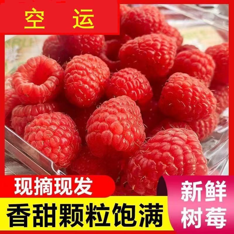 云南新鲜覆盆子水果现摘红树莓当季鲜果山莓儿童孕妇辅食顺丰包邮