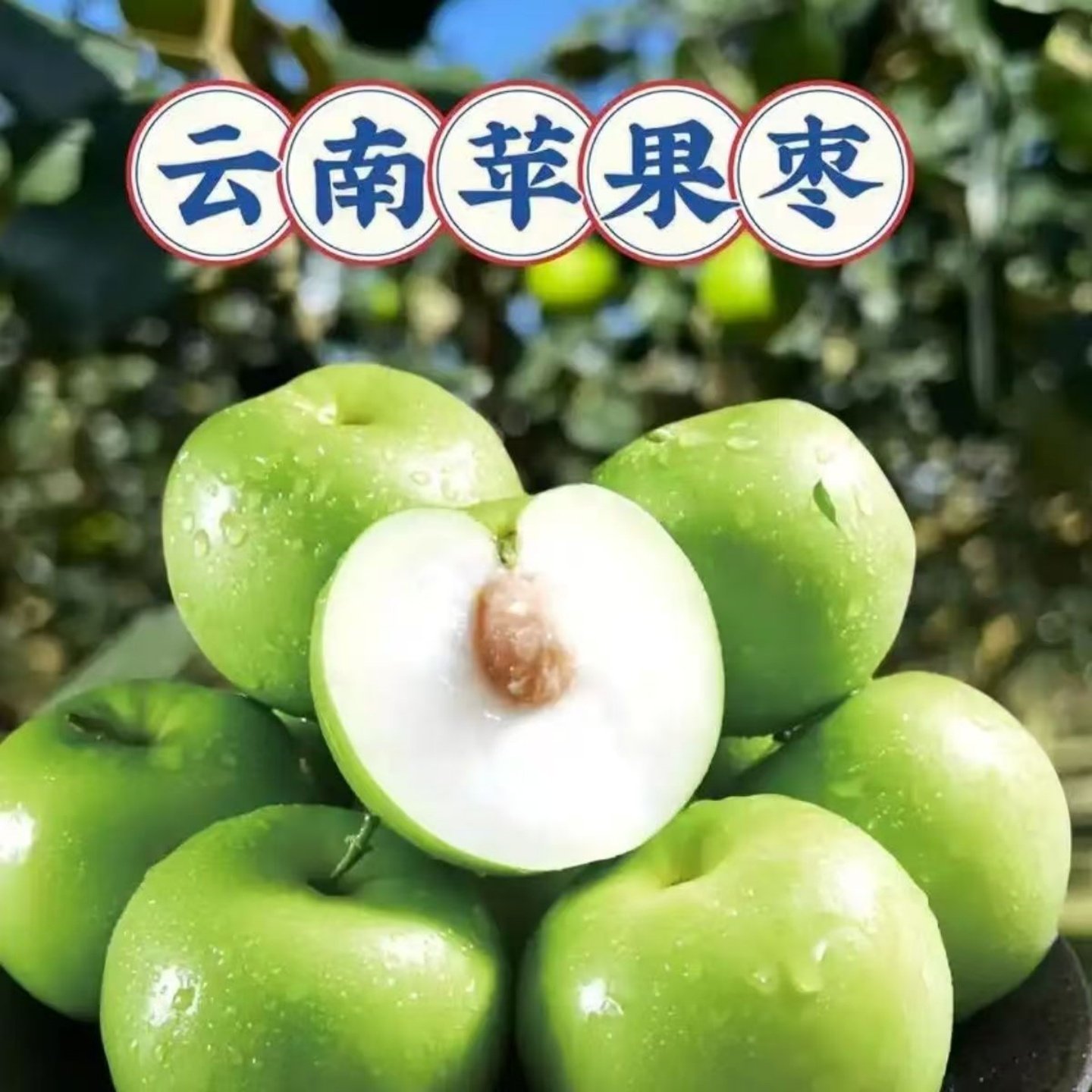 云南西双版纳苹果枣当季新鲜水果脆甜牛奶枣大青枣5斤大果包邮,水产肉类/新鲜蔬果/熟食,枣,淘宝优惠券,粉丝福利购,淘宝优惠卷