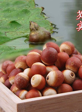 良哥推荐当年新货芡实鸡头米药用