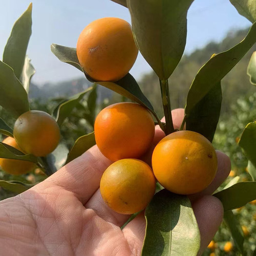 老品种金桔【皮脆】小而且花皮农家露天种植 纯甜好吃颜值控弯路