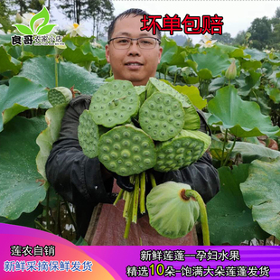 新鲜水果嫩莲蓬【精选莲蓬10朵】有空子 每朵实籽15粒（含）以上