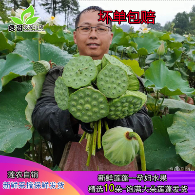 新鲜水果嫩莲蓬【精选莲蓬10朵】有空子 每朵实籽15粒（含）以上