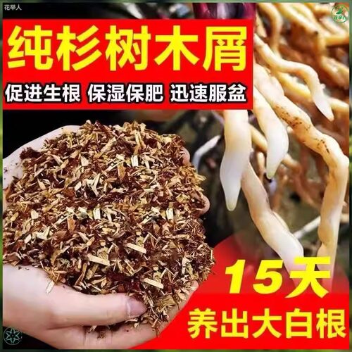 第三代兰科专用植料纯杉木屑兰花营养土君子兰石斛兰蝴蝶兰专用土