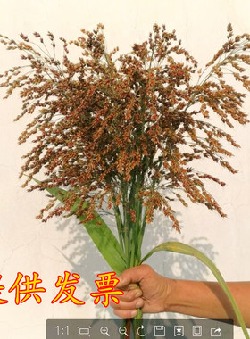 高粱束高粱干花仿真装饰花 田园农家乐场景布置 稻穗麦穗五谷粮食