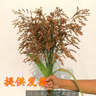 高粱束高粱干花仿真装饰花 田园农家乐场景布置 稻穗麦穗五谷粮食