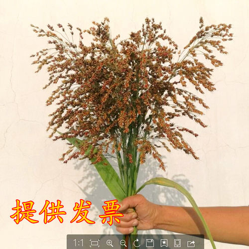高粱束高粱干花仿真装饰花 田园农家乐场景布置 稻穗麦穗五谷粮食 - 封面