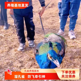 防飞跑了 遛孔雀牵引绳 手工制作家用防脱