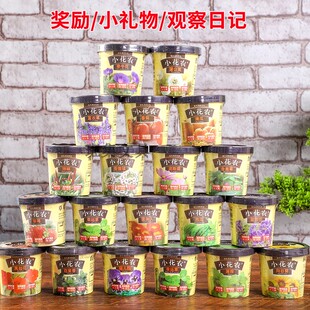 小花农盆栽办公室桌面迷你植物diy含羞草儿童创意礼物奖品趣味