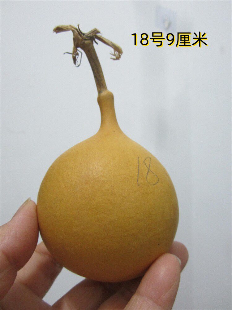 天然异形小手雷葫芦陈年老葫芦一物一图小油锤现货多图可选