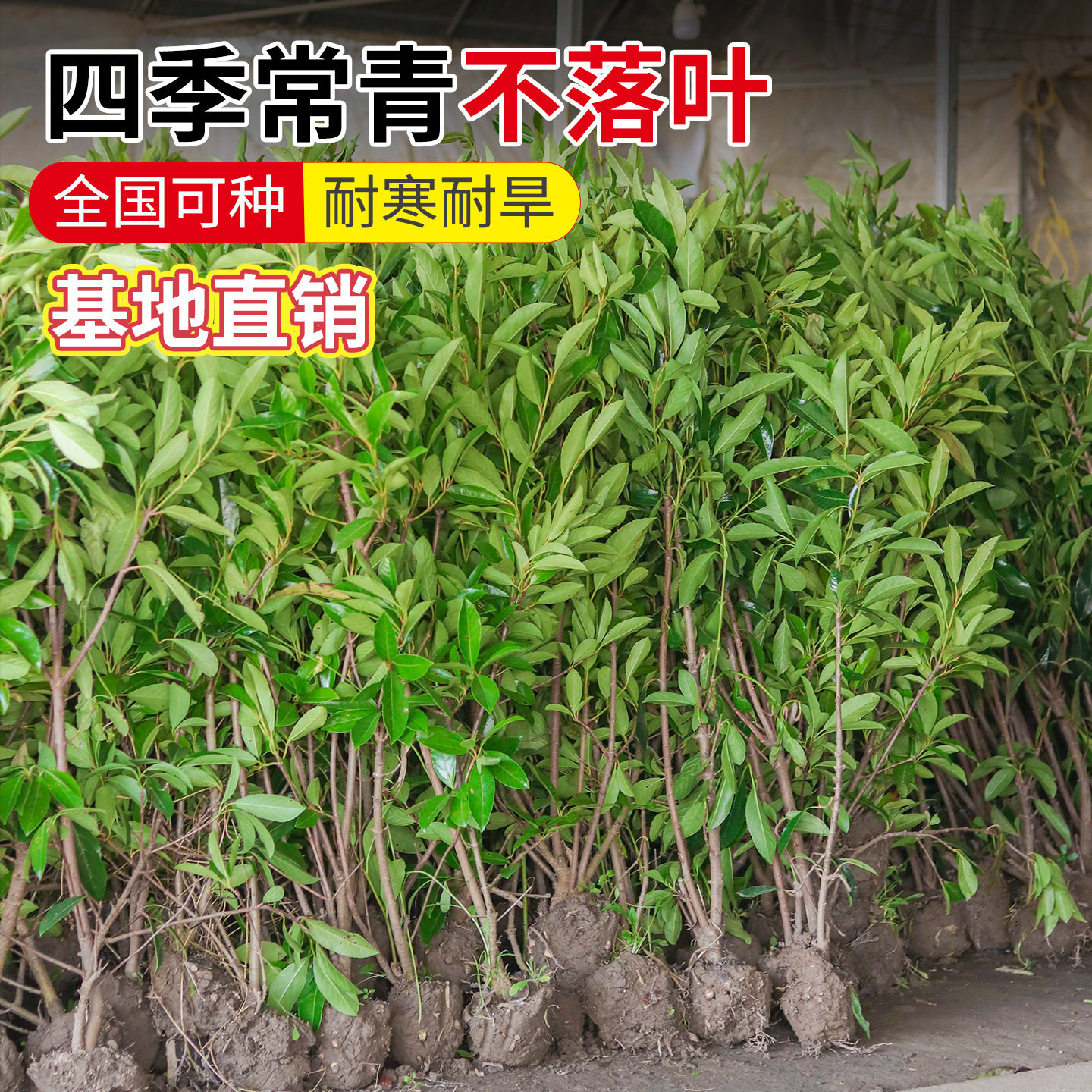 园林庭院篱笆围墙工程绿化常青苗