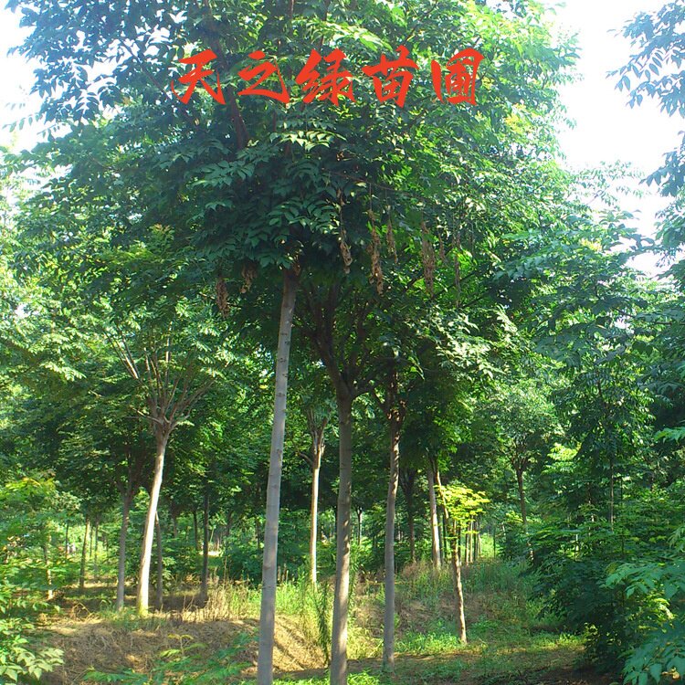基地批发栾树苗工程绿化苗木行道树庭院风景北京栾树黄山栾树