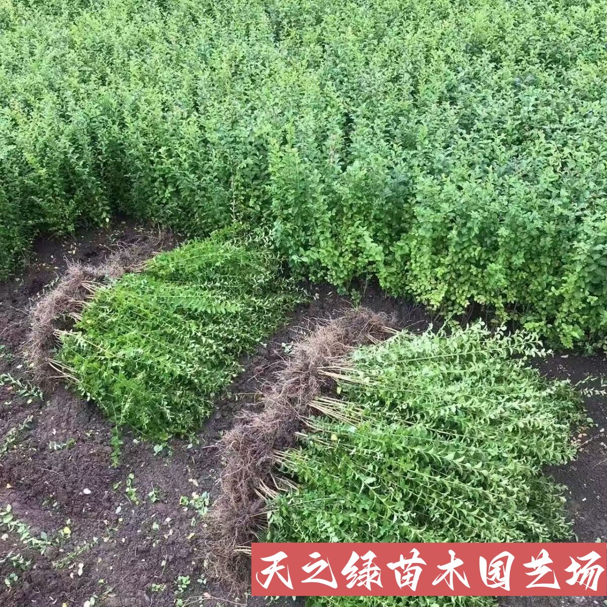庭院别墅小区绿化苗四季常青球形