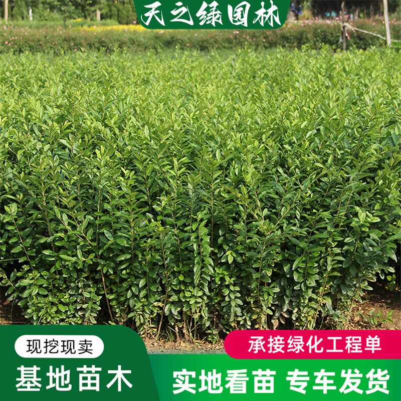 工程丛生色块行道点缀道路四季青