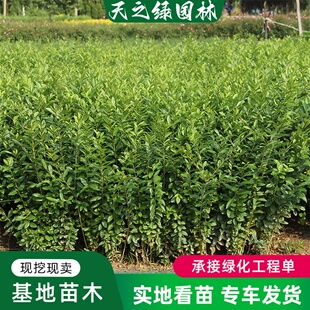 青叶水蜡小苗北方耐寒彩色苗木绿化带绿篱类花灌木园林绿化工程苗