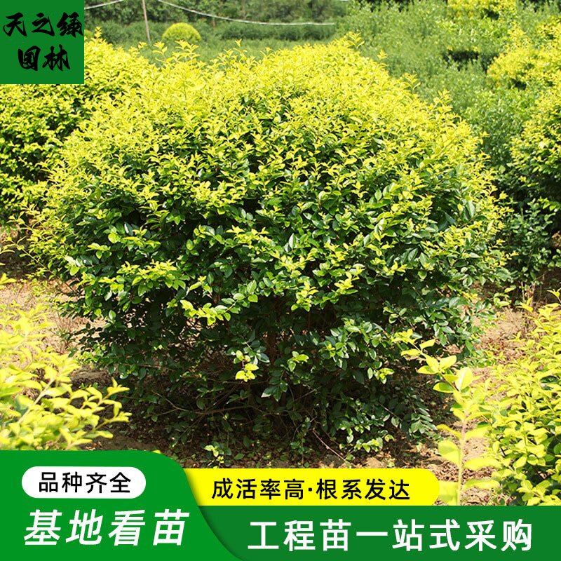 庭院绿篱耐寒工程绿化花园林植物