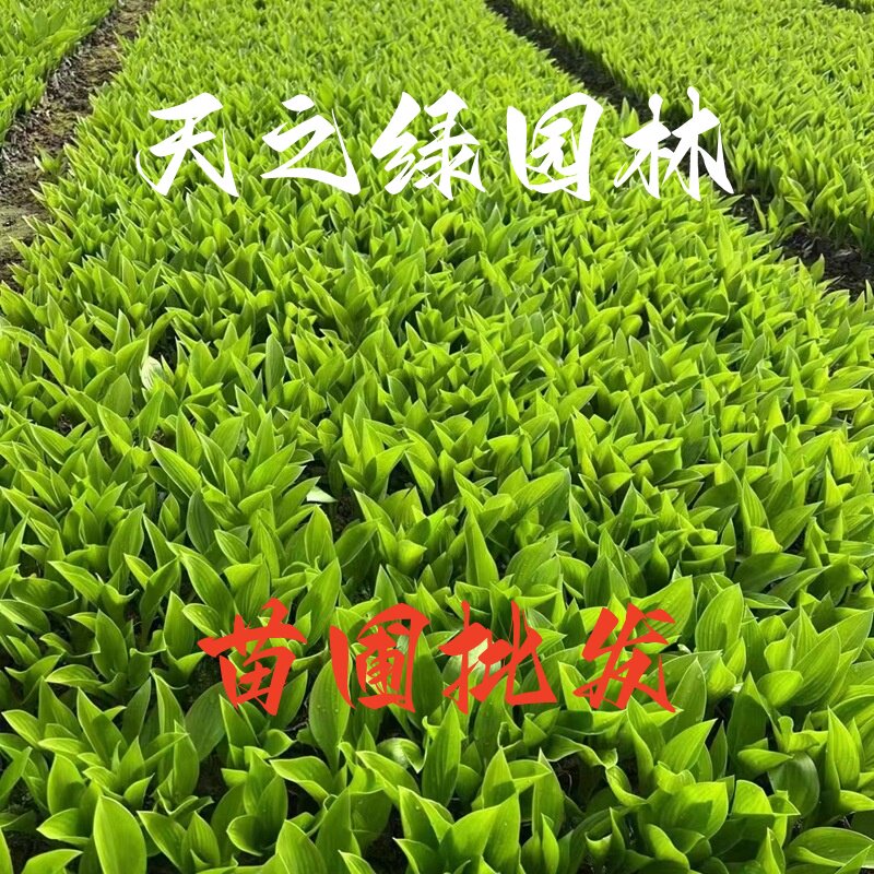 玉簪花苗庭院地被耐阴盆栽绿植物花叶金边彩叶花镜阳台耐寒绿化苗