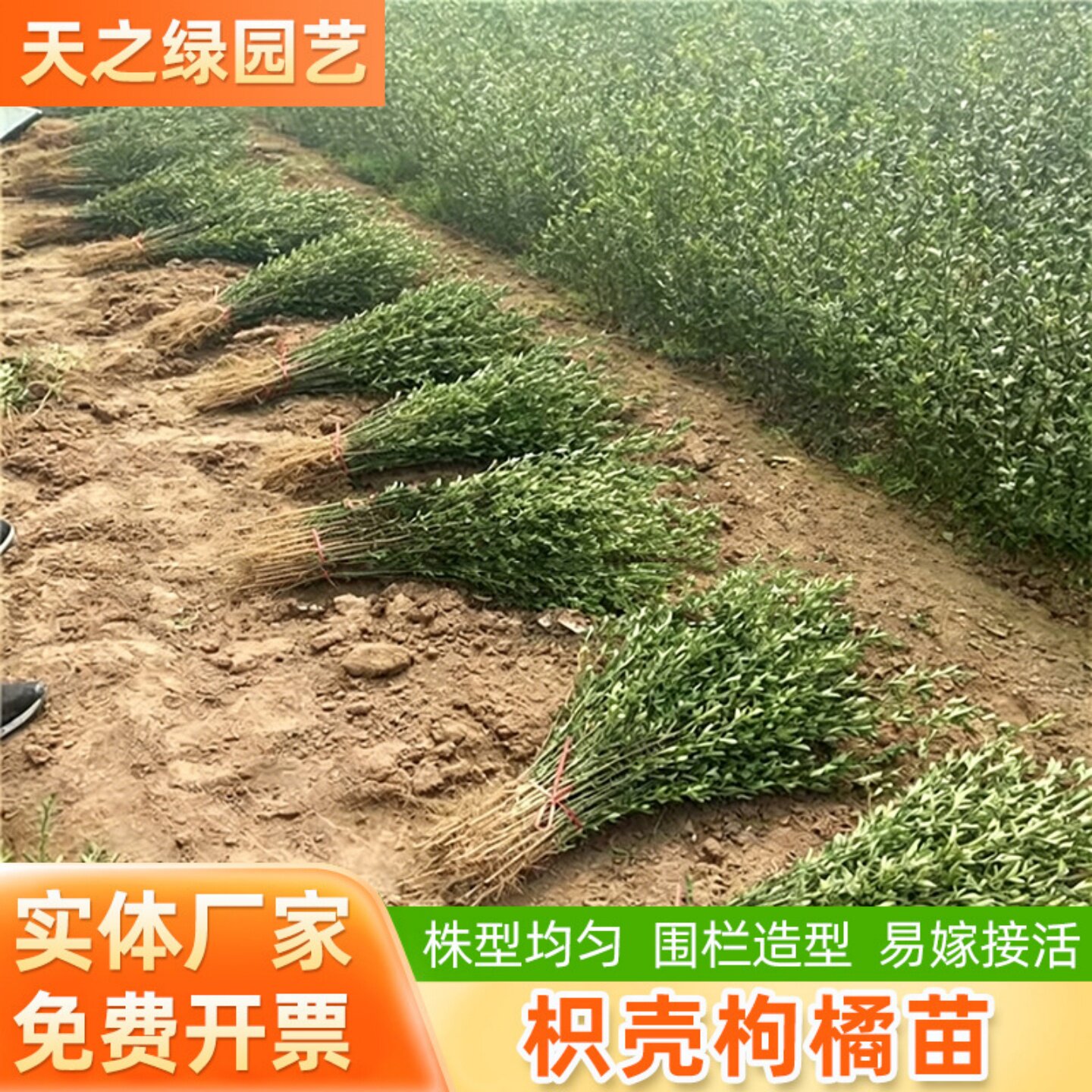 绿篱带刺树小苗篱笆栅栏铁篱寨