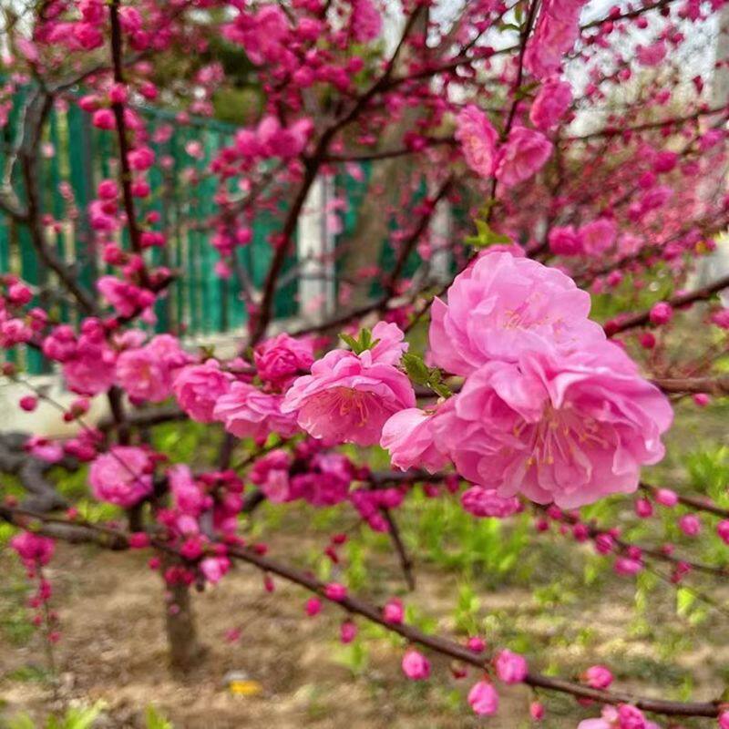 耐寒盆栽花卉地栽庭院梅花绿化苗