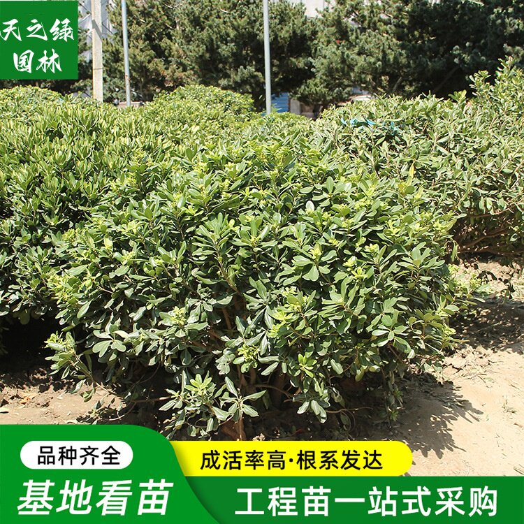 风景树绿篱笆围墙四季青色块绿化