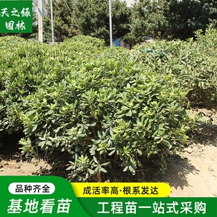 海桐球庭院别墅常绿耐寒公园四季常青灌木七里香园林工程绿化小苗