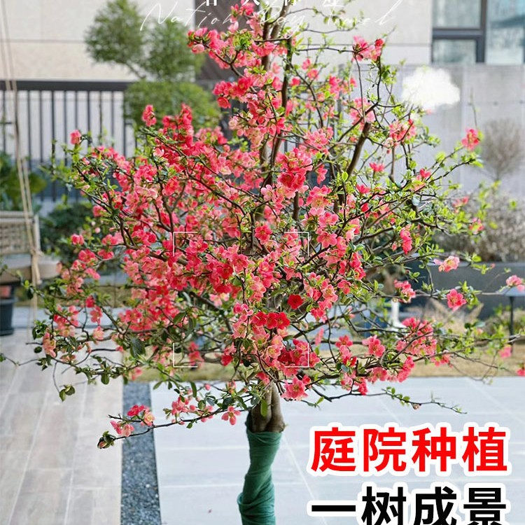 垂丝北美海棠庭院风景树绿化树苗