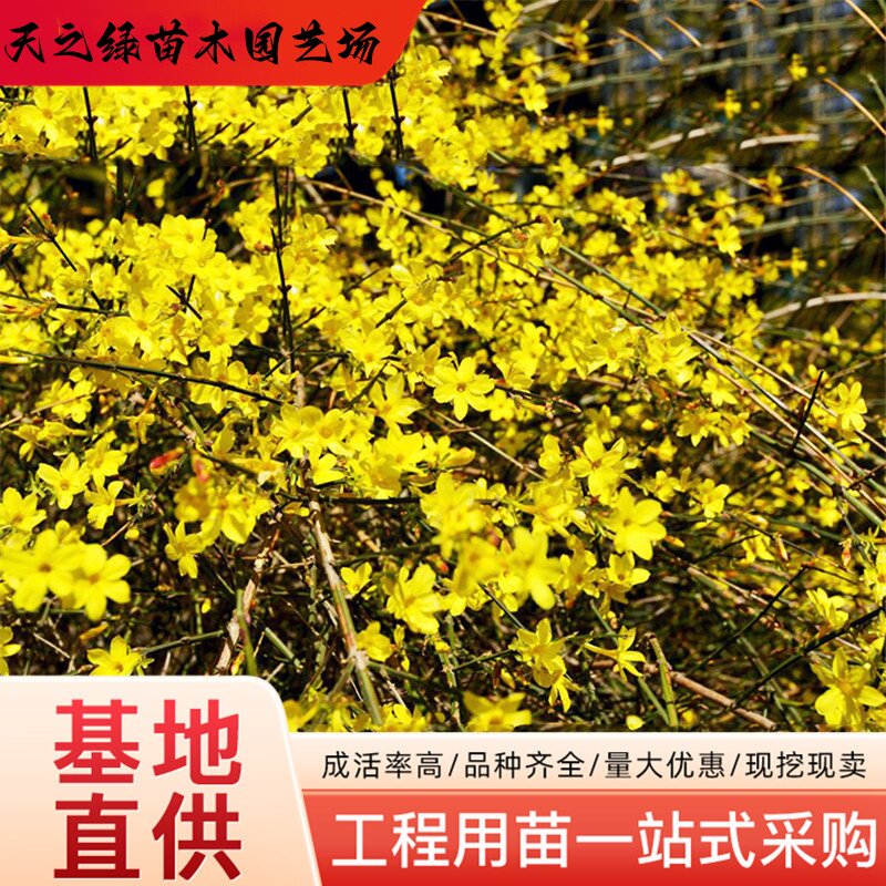 庭院绿化盆栽攀援爬藤垂吊类花卉
