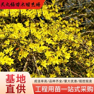 迎春花树苗盆景高杆探春花庭院盆栽攀援爬藤垂吊类花卉报春花植物