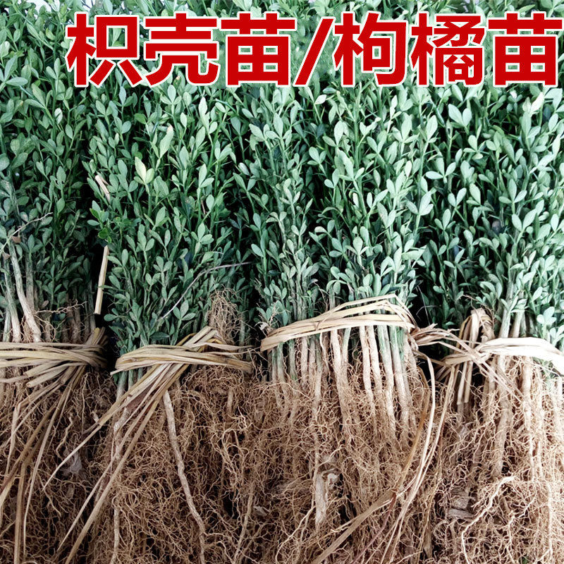 绿篱带刺树苗篱笆栅栏铁篱寨枳实苗嫁接砧木护院植物枸橘苗枳壳苗