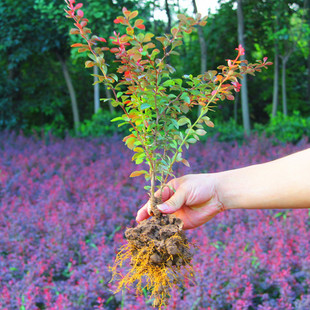 红叶小檗苗紫叶小波苗别墅庭院绿篱色块植物耐寒行道工程绿化苗木