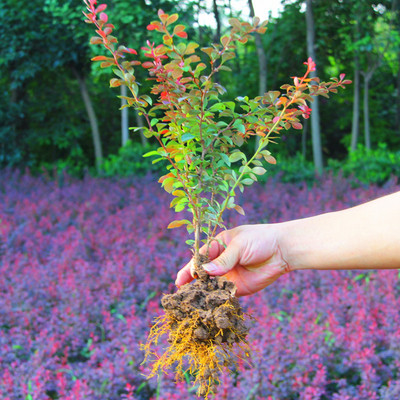 工程绿化苗庭院绿篱耐寒地被植物