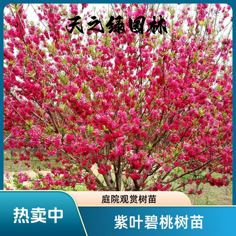 紫叶碧桃树苗庭院观赏桃花红叶桃工程绿化树苗木别墅耐寒风景树苗