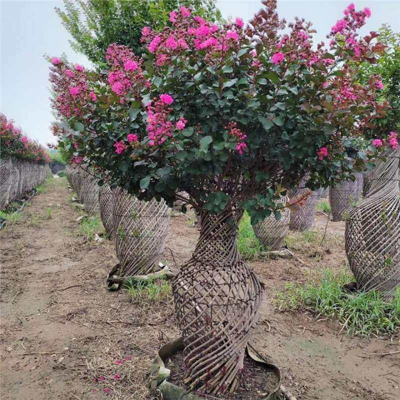 紫薇花瓶 紫薇编艺植物 园林景观 造型绿化苗木 庭院造型植物花木,鲜花速递/花卉仿真/绿植园艺,观叶 /花灌木,淘宝优惠券,粉丝福利购,淘宝优惠卷