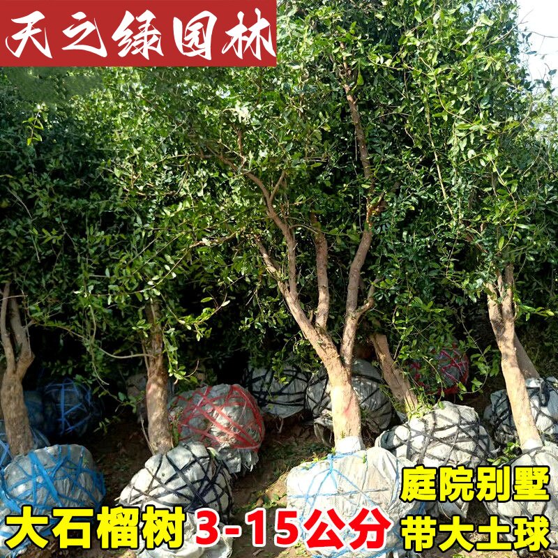 树苗地栽老桩大树带土球老桩盆栽