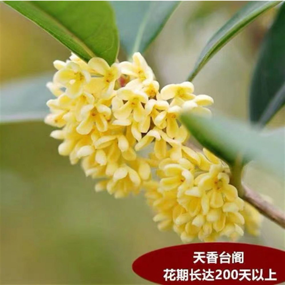 天香台阁桂花盆栽树苗流苏嫁接日香桂佛顶株矮化桩景香浓四季开花
