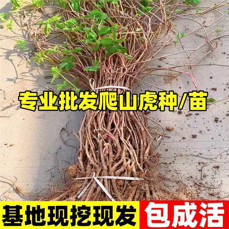爬山虎活苗爬墙虎藤蔓庭院四季苗三叶五叶室外易活树苗绿植常青藤