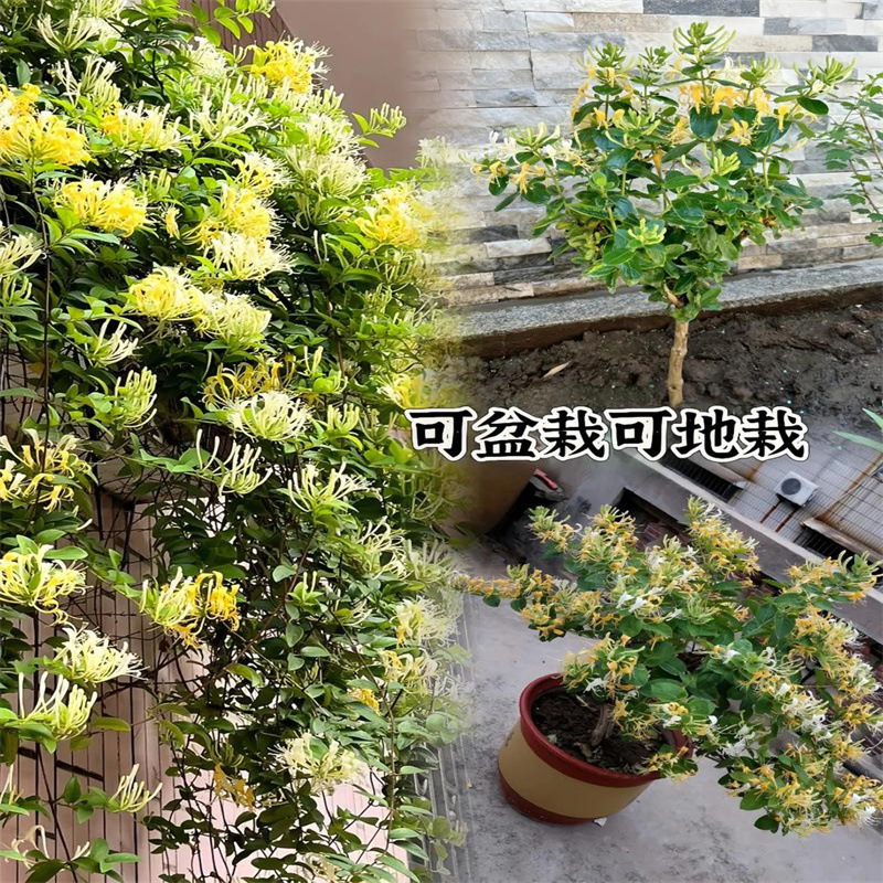 别墅老桩花卉盆栽阳台庭院爬藤苗