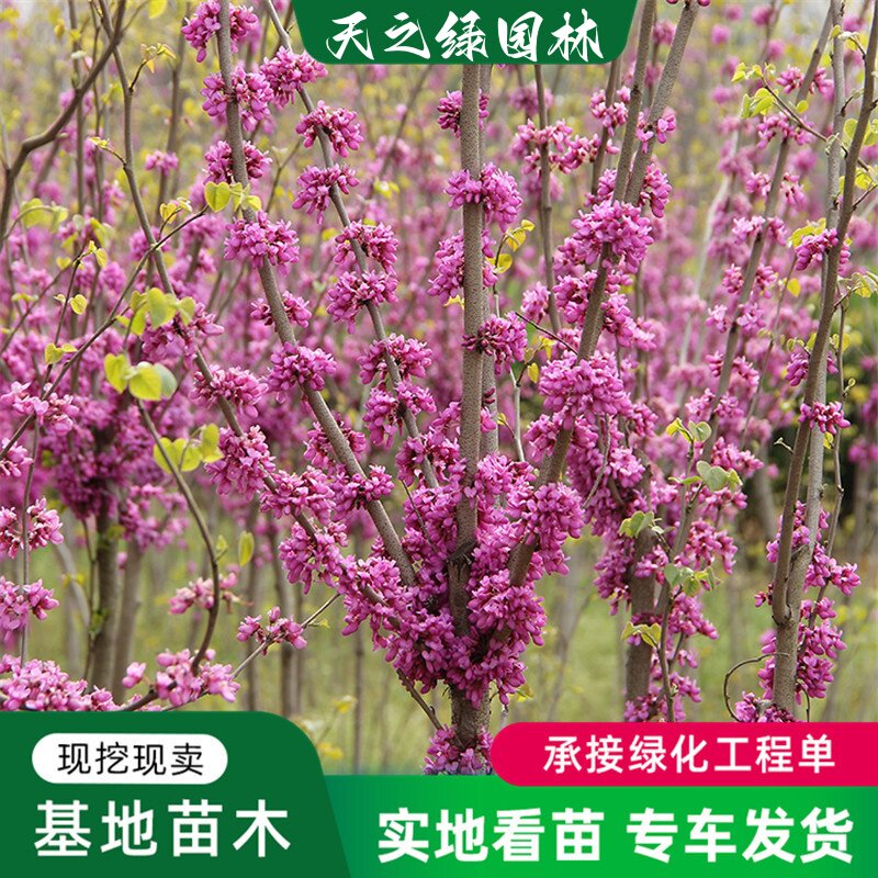 耐寒庭院绿化工程树苗南北方种植