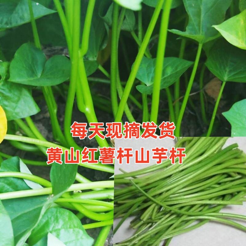 现摘红薯杆山芋杆新鲜蔬菜可炒可腌制可撕皮炒肉丝美味下饭菜
