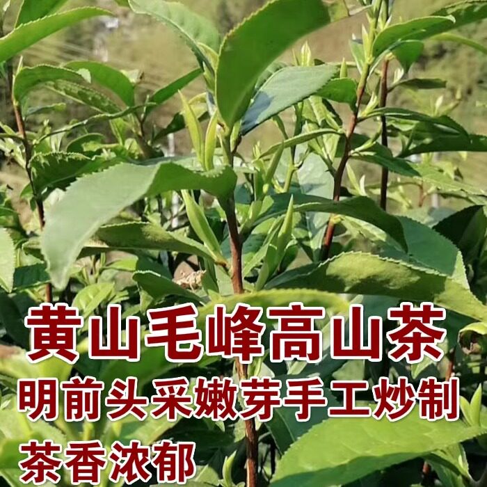 新茶黄山毛峰明前毛尖春茶雨前安徽正宗富溪手工高山绿茶125g/罐