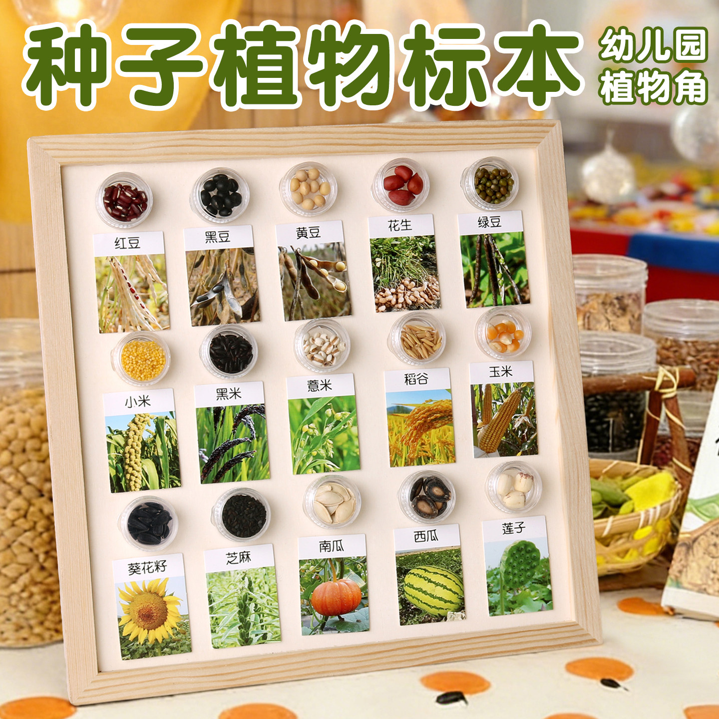 植物标本种子博物馆观察记录幼儿园中大班科学区域材料自制教玩具