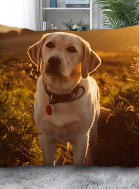 萌宠拉布拉多犬抱枕双面宠物狗可拆洗靠枕头照片定制客厅沙发装饰