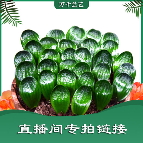 长春珍珠花苗圆头微型君子兰包邮