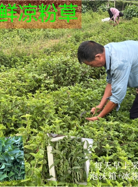 现割高胶新鲜仙草 黑凉粉 草粿 仙草冻 烧仙草新鲜现摘发货