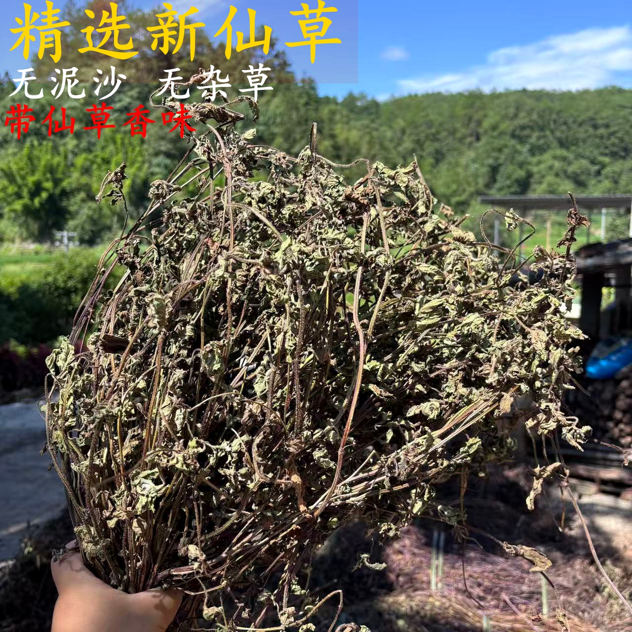 高胶质仙草叶子 黑凉粉草粿草仙草冻 正宗仙人草粉龟苓膏烧仙草
