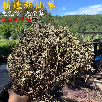 高胶质仙草叶子 黑凉粉草粿草仙草冻 正宗仙人草粉龟苓膏烧仙草