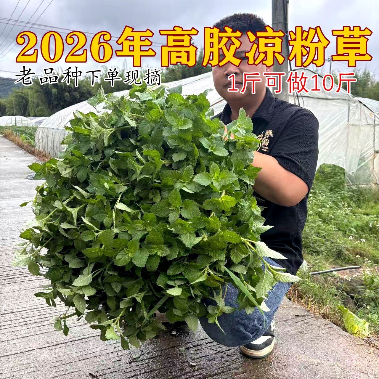 正宗高胶新鲜仙草 黑凉粉 草粿 仙草冻 烧仙草新鲜现摘发货