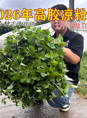 正宗高胶新鲜仙草 黑凉粉 草粿 仙草冻 烧仙草新鲜现摘发货