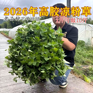 正宗高胶新鲜仙草 黑凉粉 草粿 仙草冻 烧仙草新鲜现摘发货
